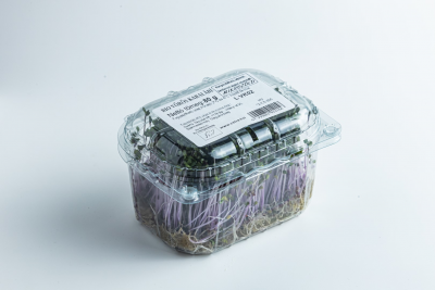 Purple kohlrabi microgreens