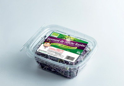 Germeni de ridiche Rambo